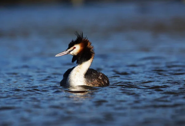 Grebe czubaty, chrupiący podiceps — Zdjęcie stockowe