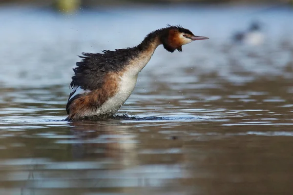 Haubentaucher, Podiceps cristatus — Stockfoto