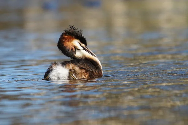 Grebe czubaty, chrupiący podiceps — Zdjęcie stockowe