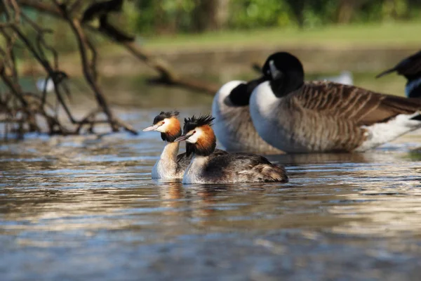 Velký hřebenatý grebe, Podiceps cristatus — Stock fotografie