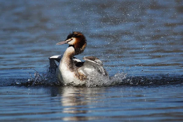 巨大的果冻，Podiceps cristatus — 图库照片