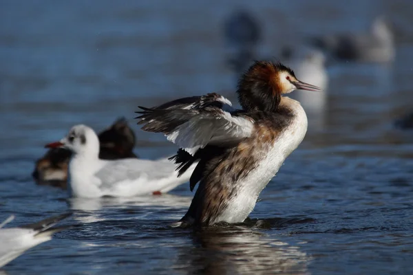 Grande grebe de crista, Podiceps cristatus — Fotografia de Stock