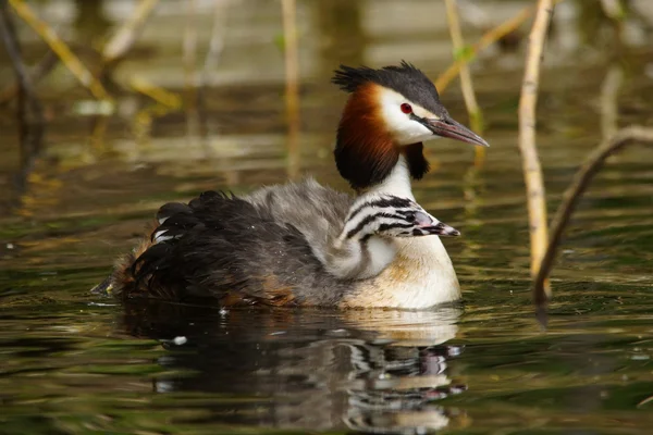 Grebe czubaty, chrupiący podiceps — Zdjęcie stockowe