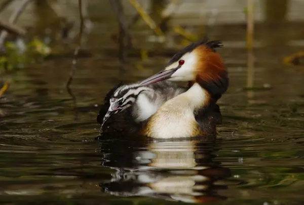 Velký hřebenatý grebe, Podiceps cristatus — Stock fotografie