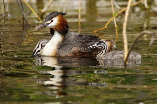 Haubentaucher, Podiceps cristatus — Stockfoto