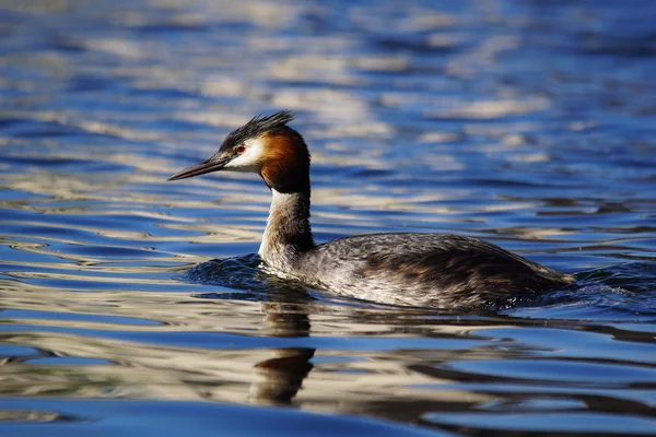 Stor crested grebe, Podiceps cristatus — Stockfoto