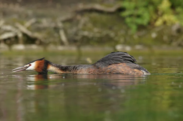 Grebe czubaty, chrupiący podiceps — Zdjęcie stockowe