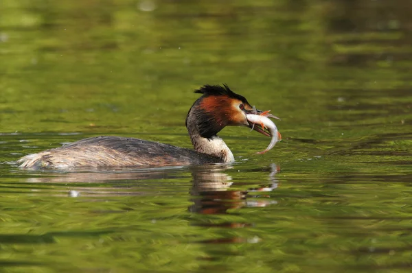 Great Crested Grebe, Podiceps cristatus — Stock Photo, Image