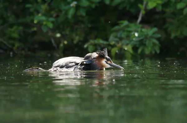 Velký hřebenatý grebe, Podiceps cristatus — Stock fotografie