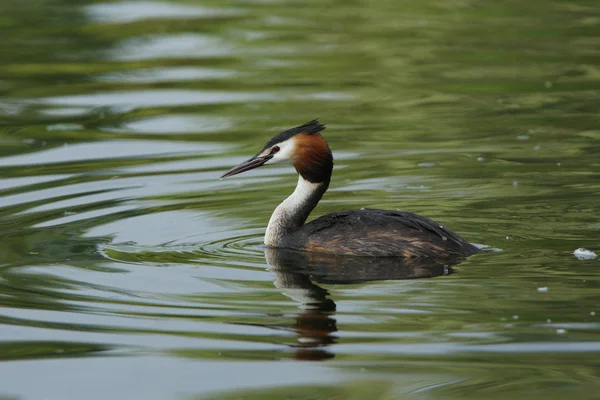 Grebe czubaty, chrupiący podiceps — Zdjęcie stockowe