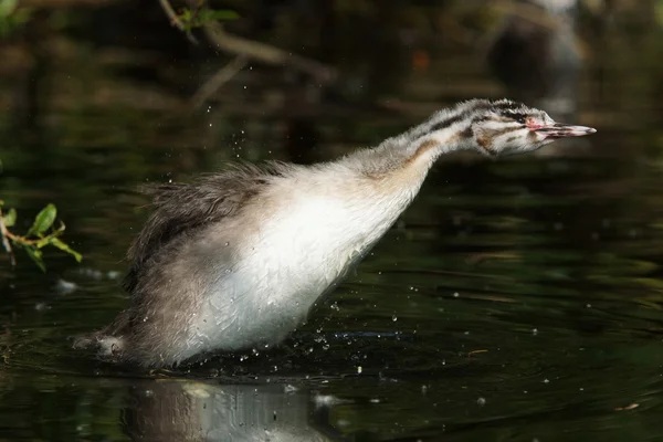 Grande grebe de crista, Podiceps cristatus — Fotografia de Stock