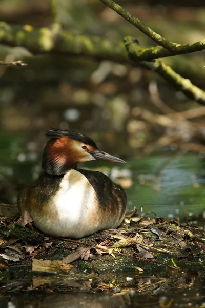 Haubentaucher, Podiceps cristatus — Stockfoto