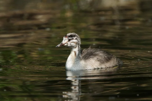 Stor crested grebe, Podiceps cristatus — Stockfoto