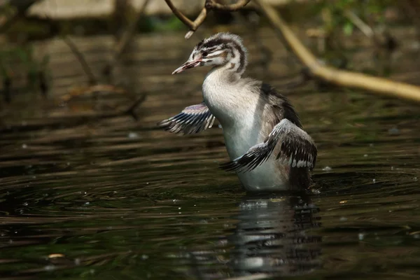 Haubentaucher, Podiceps cristatus — Stockfoto