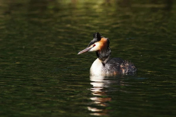 Velký hřebenatý grebe, Podiceps cristatus — Stock fotografie