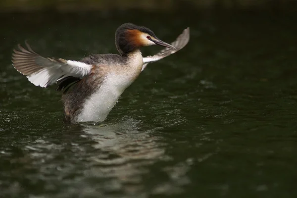 Velký hřebenatý grebe, Podiceps cristatus — Stock fotografie