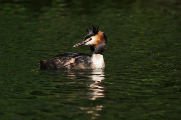 Grebe czubaty, chrupiący podiceps — Zdjęcie stockowe