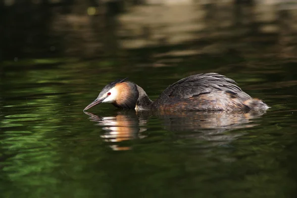 Grebe czubaty, chrupiący podiceps — Zdjęcie stockowe