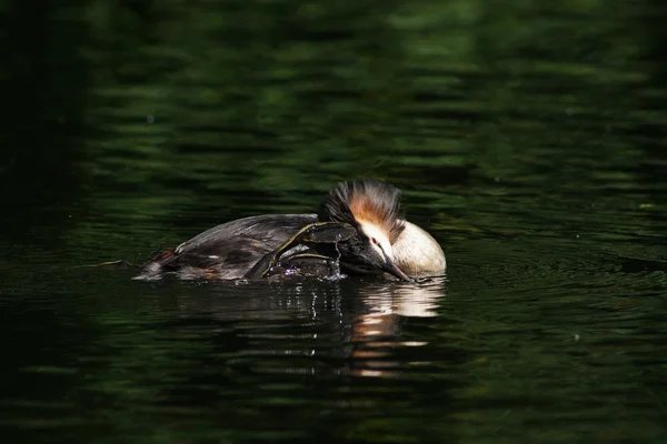 Grebe czubaty, chrupiący podiceps — Zdjęcie stockowe