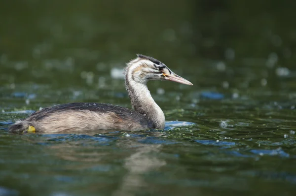 Grand Grèbe huppé, Podiceps cristatus — Photo