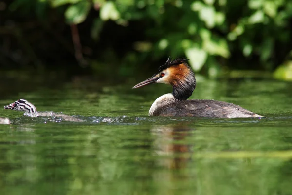 Büyük ibikli grebe, Podiceps kristali — Stok fotoğraf