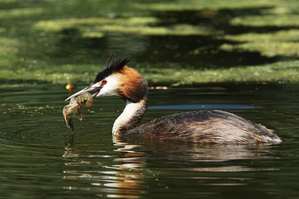 Grebe czubaty, chrupiący podiceps — Zdjęcie stockowe