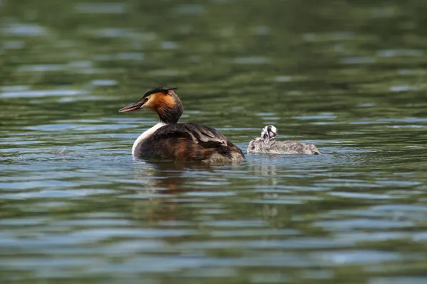 Grande grebe de crista, Podiceps cristatus — Fotografia de Stock