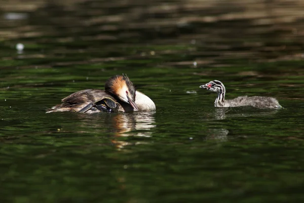 Büyük ibikli grebe, Podiceps kristali — Stok fotoğraf