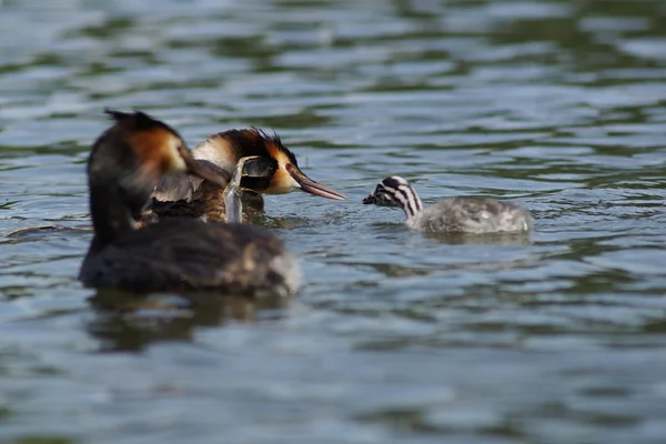 Grebe czubaty, chrupiący podiceps — Zdjęcie stockowe