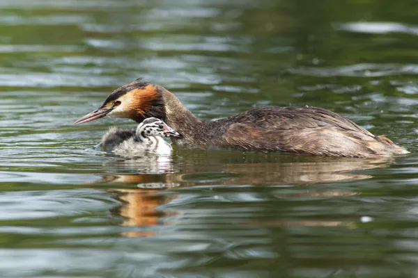 Stor crested grebe, Podiceps cristatus — Stockfoto