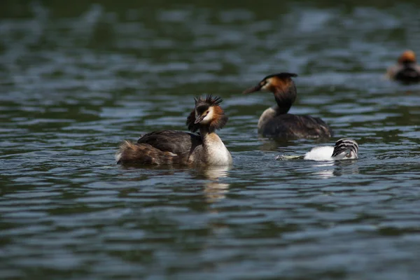 Grebe czubaty, chrupiący podiceps — Zdjęcie stockowe