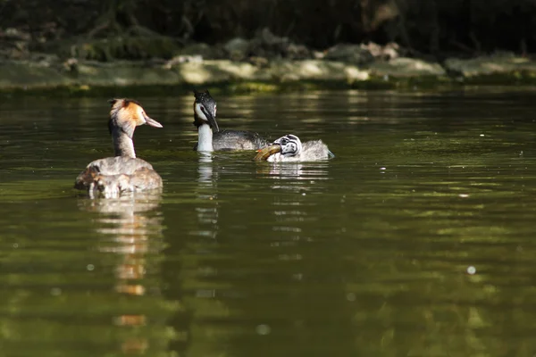 Büyük ibikli grebe, Podiceps kristali — Stok fotoğraf