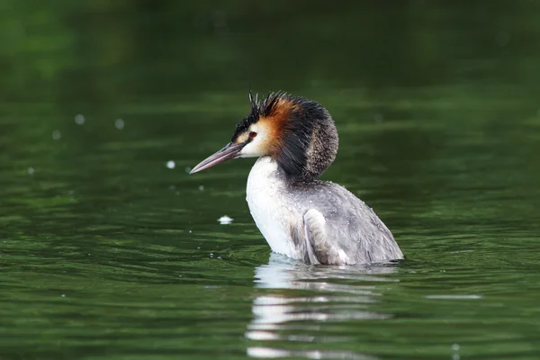 Great Crested Grebe, Podiceps cristatus — Stock Photo, Image