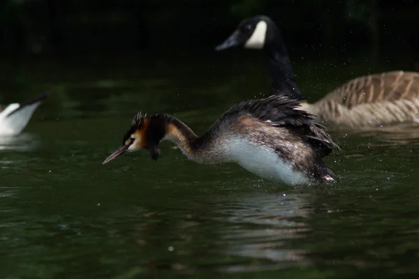 Great Crested Grebe, Podiceps cristatus — Stock Photo, Image