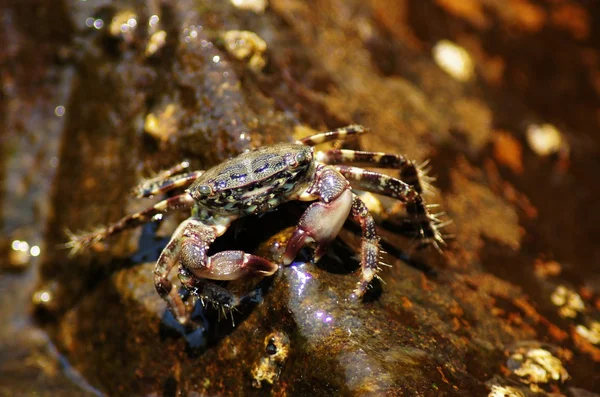 Mramorovaný rock krab, pachygrapsus marmoratus — Stock fotografie