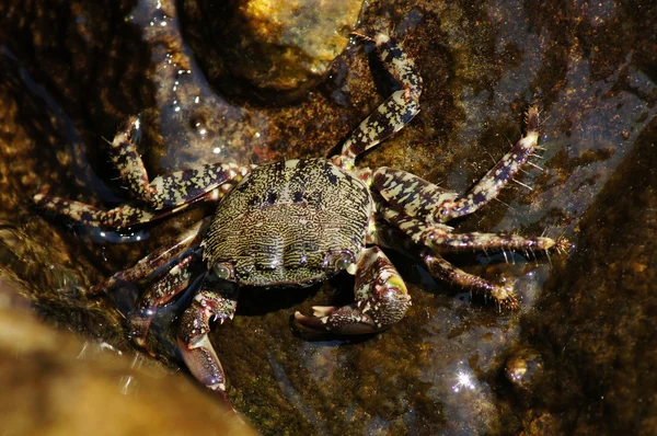 Caranguejo-de-rocha-marmóreo, Pachygrapsus marmoratus — Fotografia de Stock