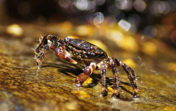 Mramorovaný rock krab, pachygrapsus marmoratus — Stock fotografie