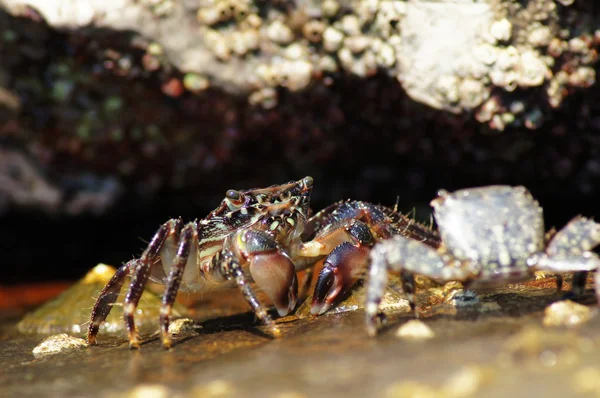 Caranguejo-de-rocha-marmóreo, Pachygrapsus marmoratus — Fotografia de Stock