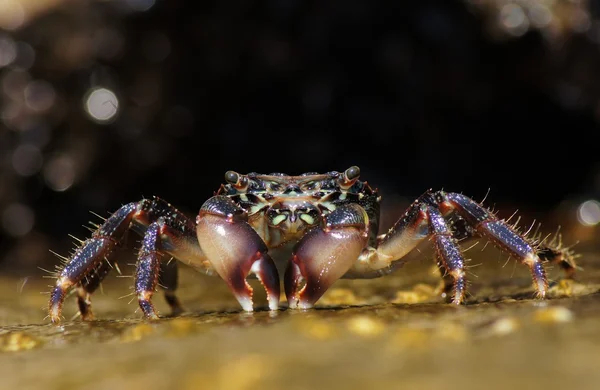 Marmorerad rock crab, pachygrapsus marmoratus — Stockfoto