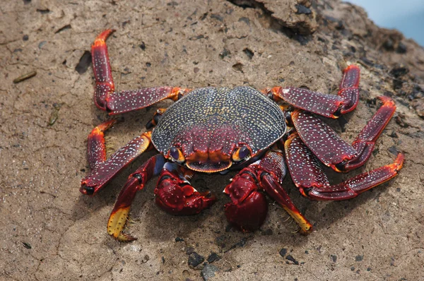 Sally leichtfuß, grapsus webbi — Stockfoto