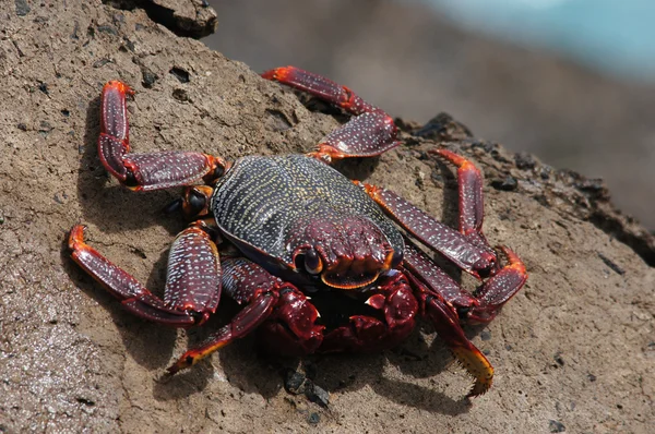 Sally leichtfuß, grapsus webbi — Stockfoto