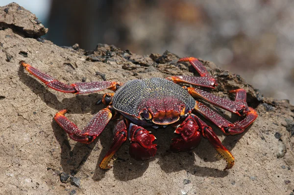 Sally leichtfuß, grapsus webbi — Stockfoto