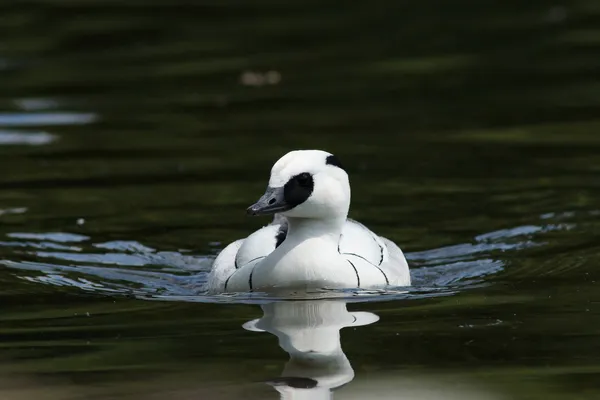 Smew, Mergellus albellus — Stok fotoğraf