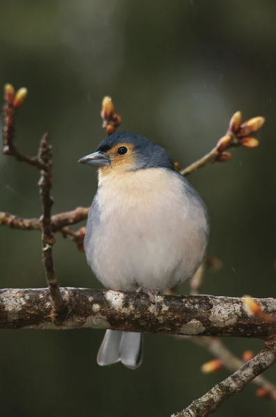 Madeiran Chaffinch, Fringilla Coelebs Maderensis — Fotografie, imagine de stoc