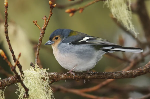 Madeiran Chaffinch, Fringilla Coelebs Maderensis — Stock Photo, Image