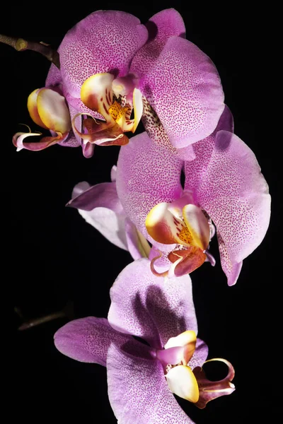 Orquídea, Orquídea — Fotografia de Stock