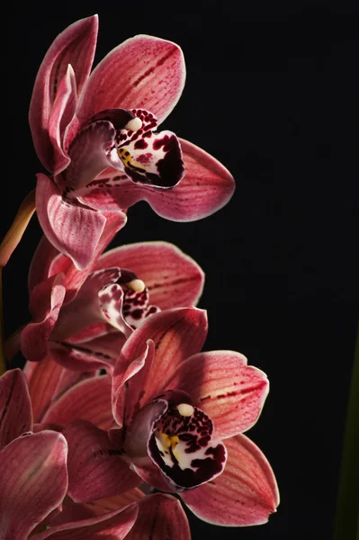 Orchidea, Orchid — Stock Photo, Image
