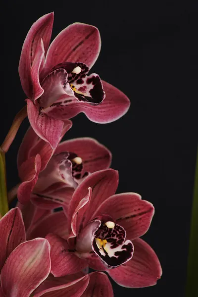 Orchidea, orchidea — Foto Stock