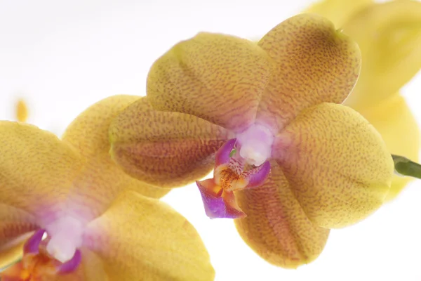 Orquídea, Orquídea — Fotografia de Stock