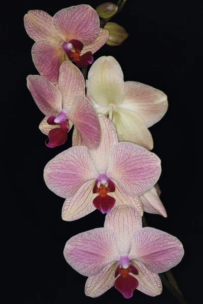 Orchidea, Orchidea — Zdjęcie stockowe